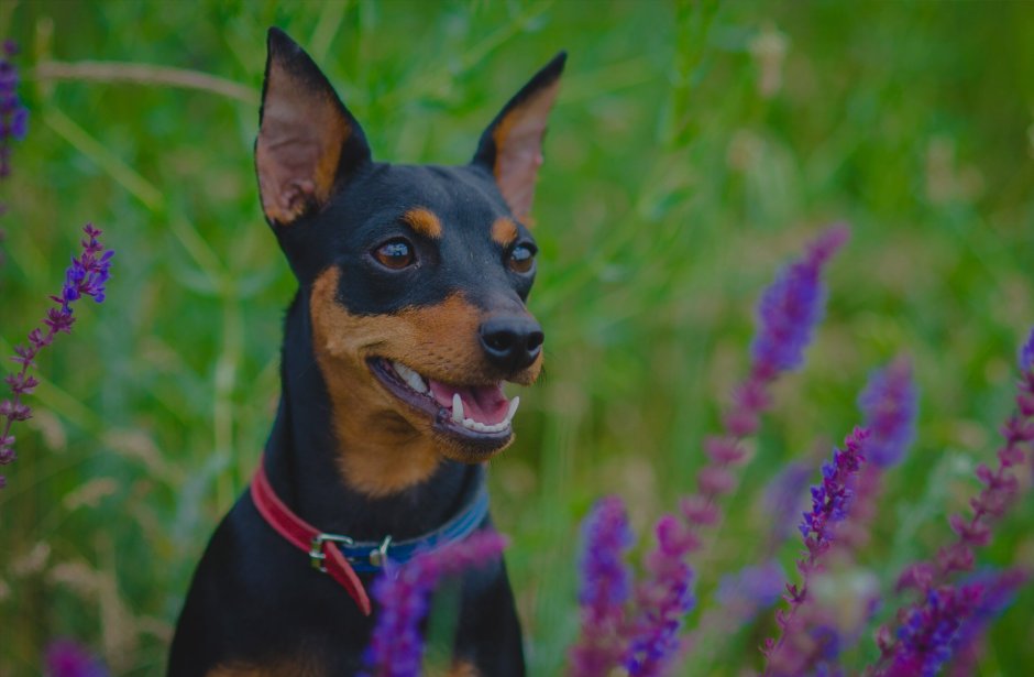 Пинчер терьер карликовый