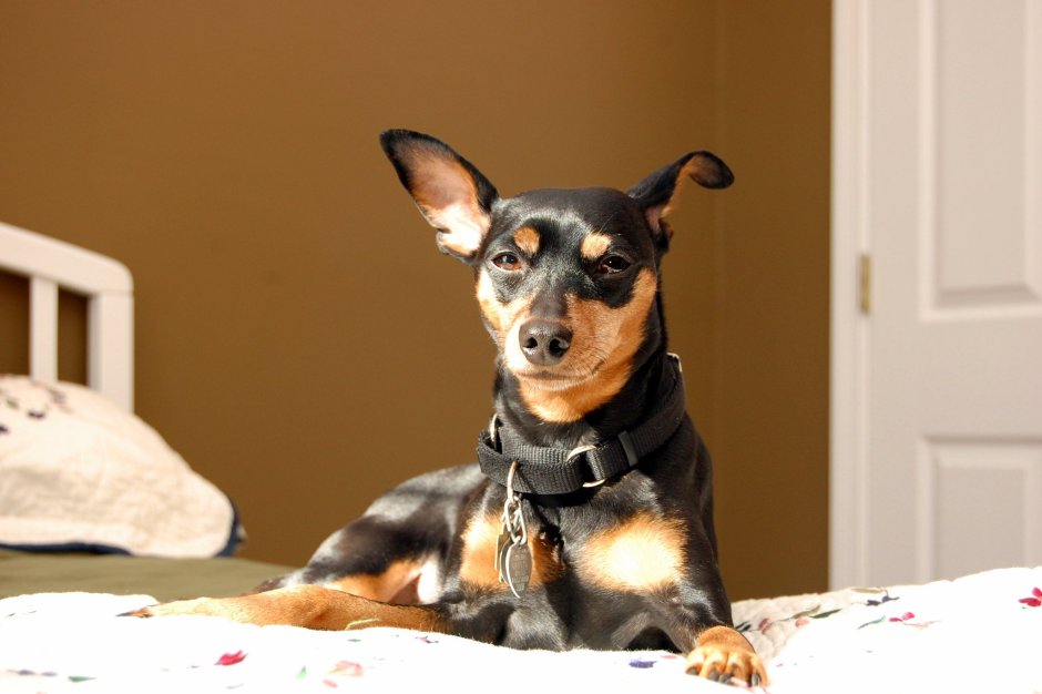 Карликовый пинчер живут