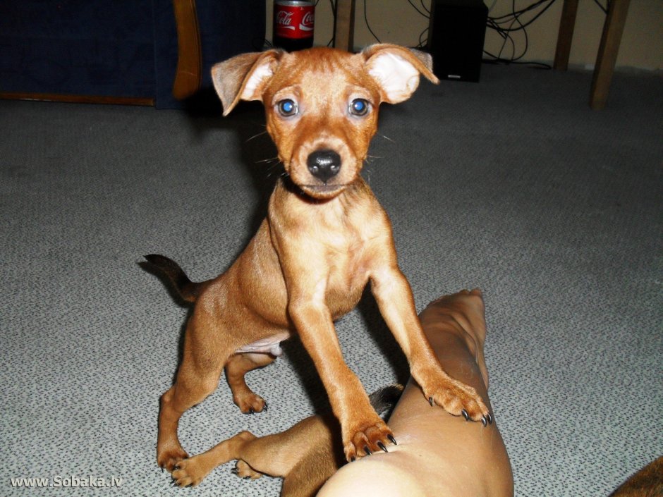 Золотистый пинчер