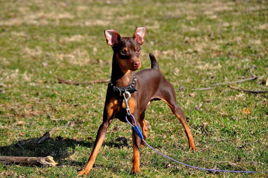 Цвергпинчер Крысолов