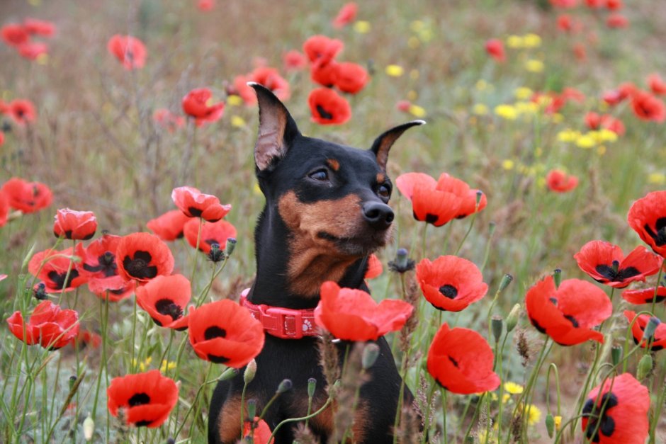 Цвергпинчер Мажестик Дрим
