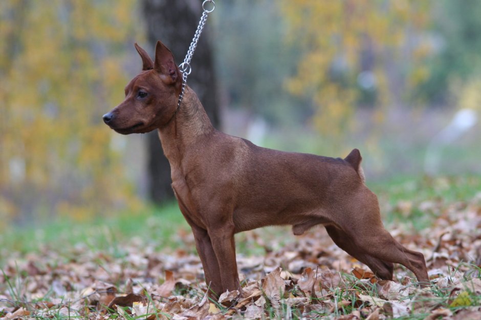 Пинчер терьер