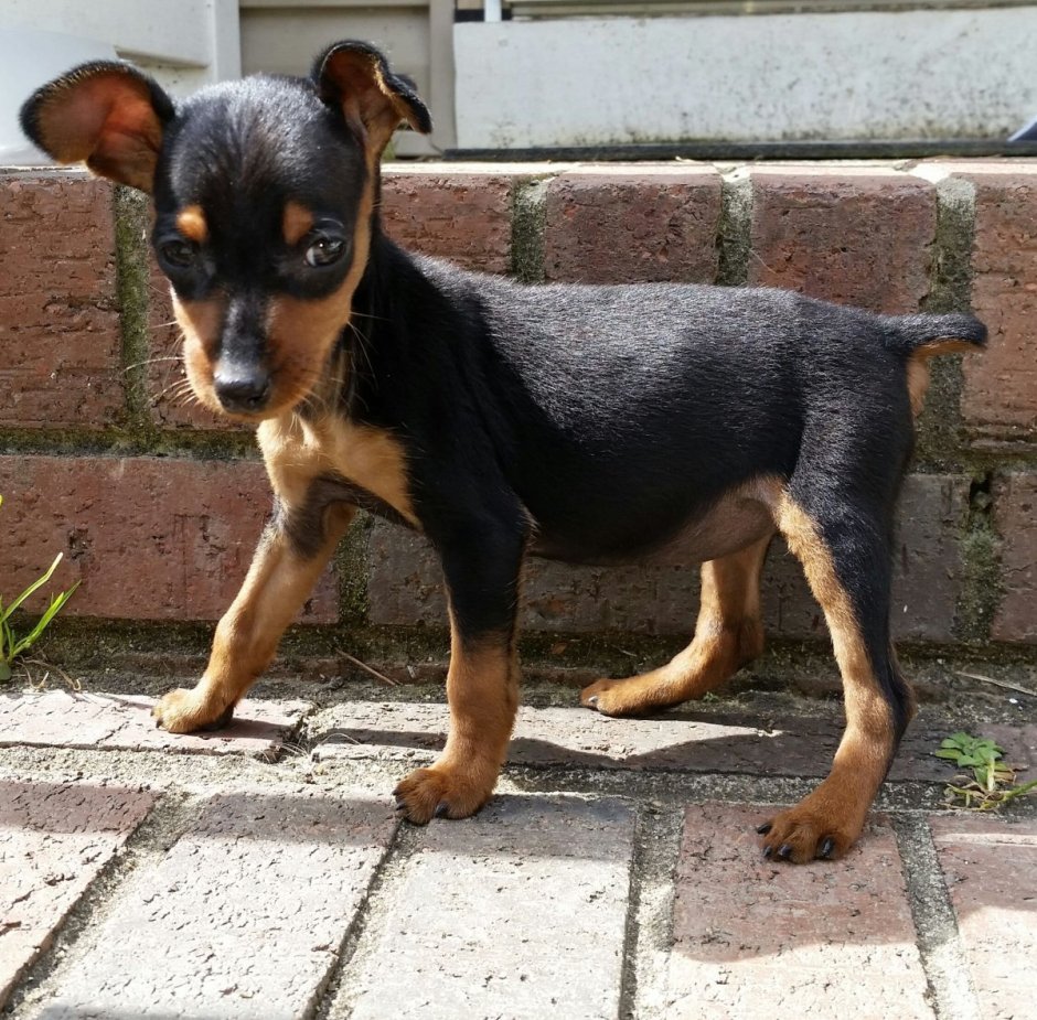 Цвергпинчер и шпиц