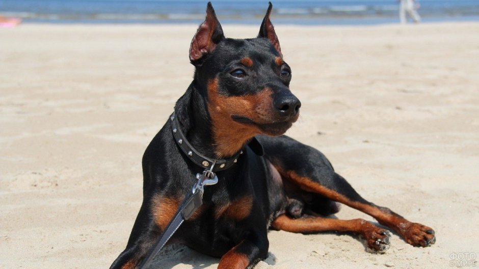 Порода собак Цвергпинчер