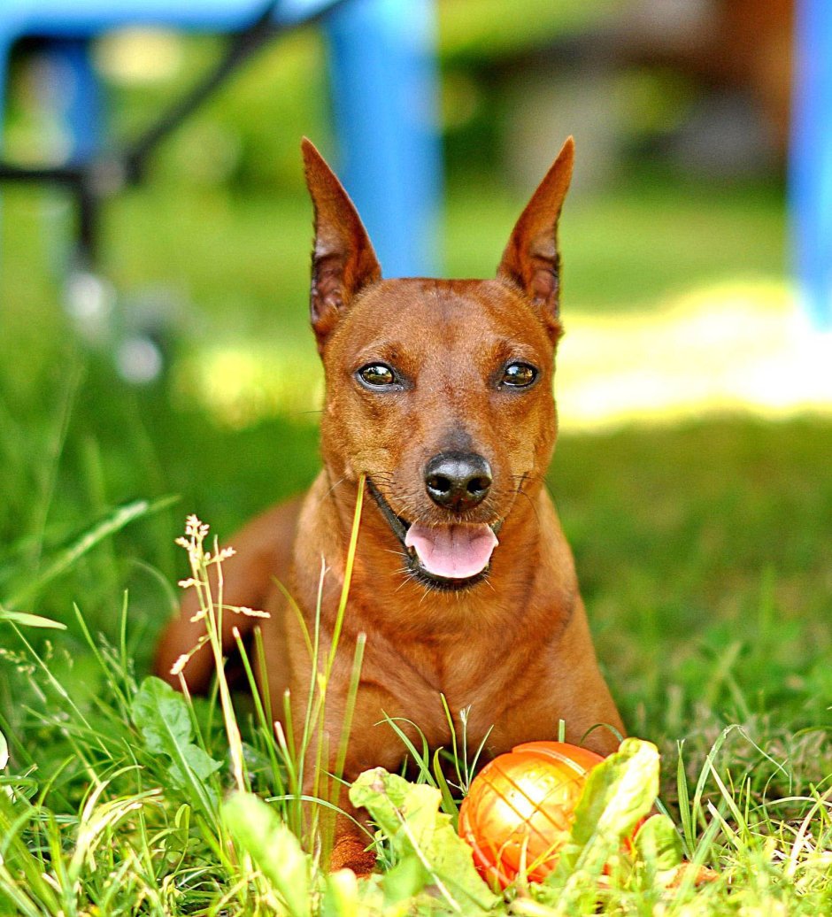 Карликовый пинчер