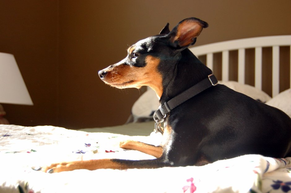 Карликовый пинчер белый