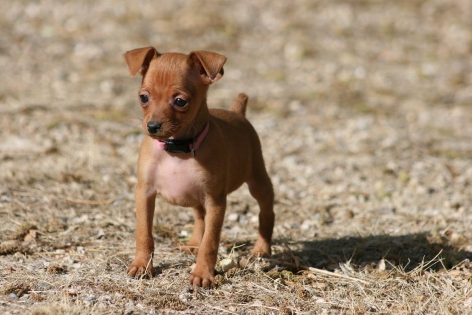 Карликовый пинчер Цвергпинчер персиковый