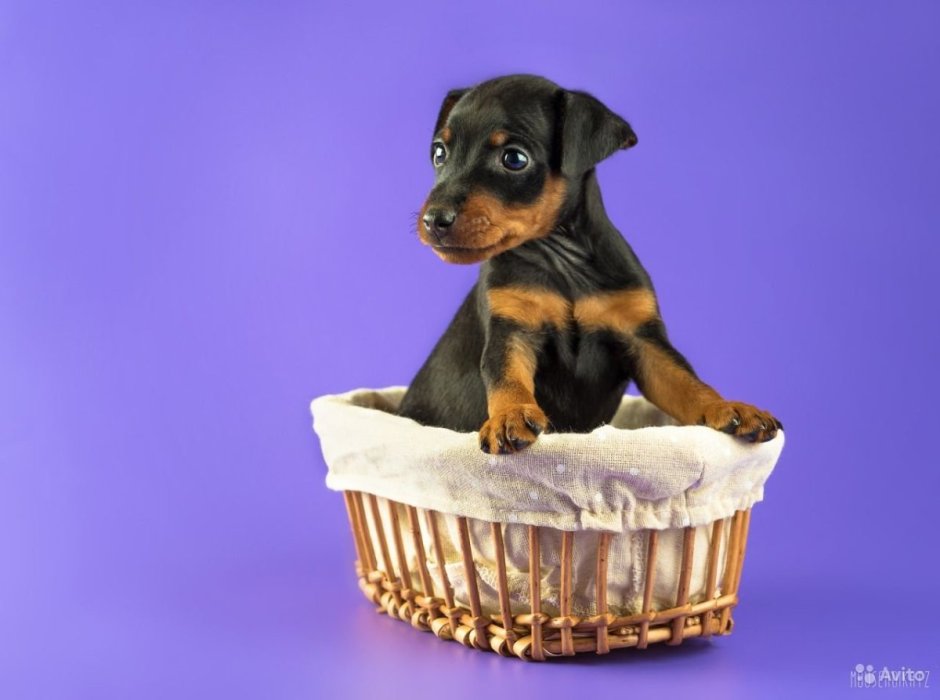 Щенки пинчера