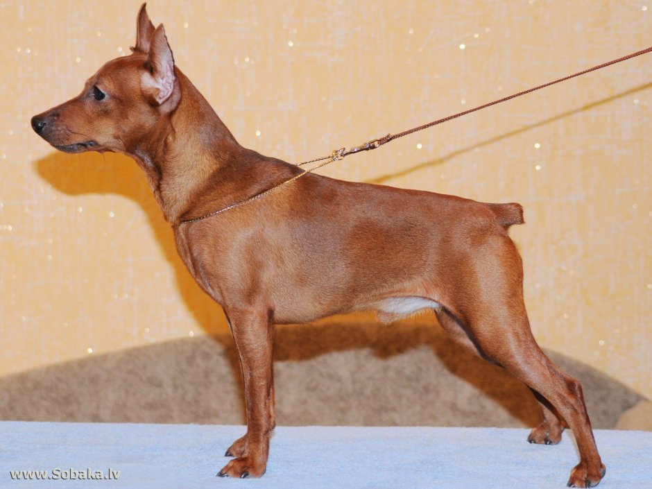 Манчестерский терьер рыжий