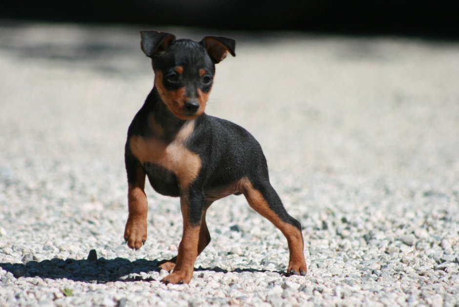 Карликовый Манчестерский терьер