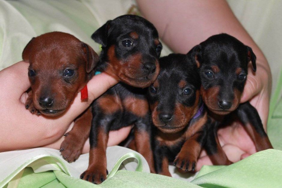 Карликовый Цвергпинчер