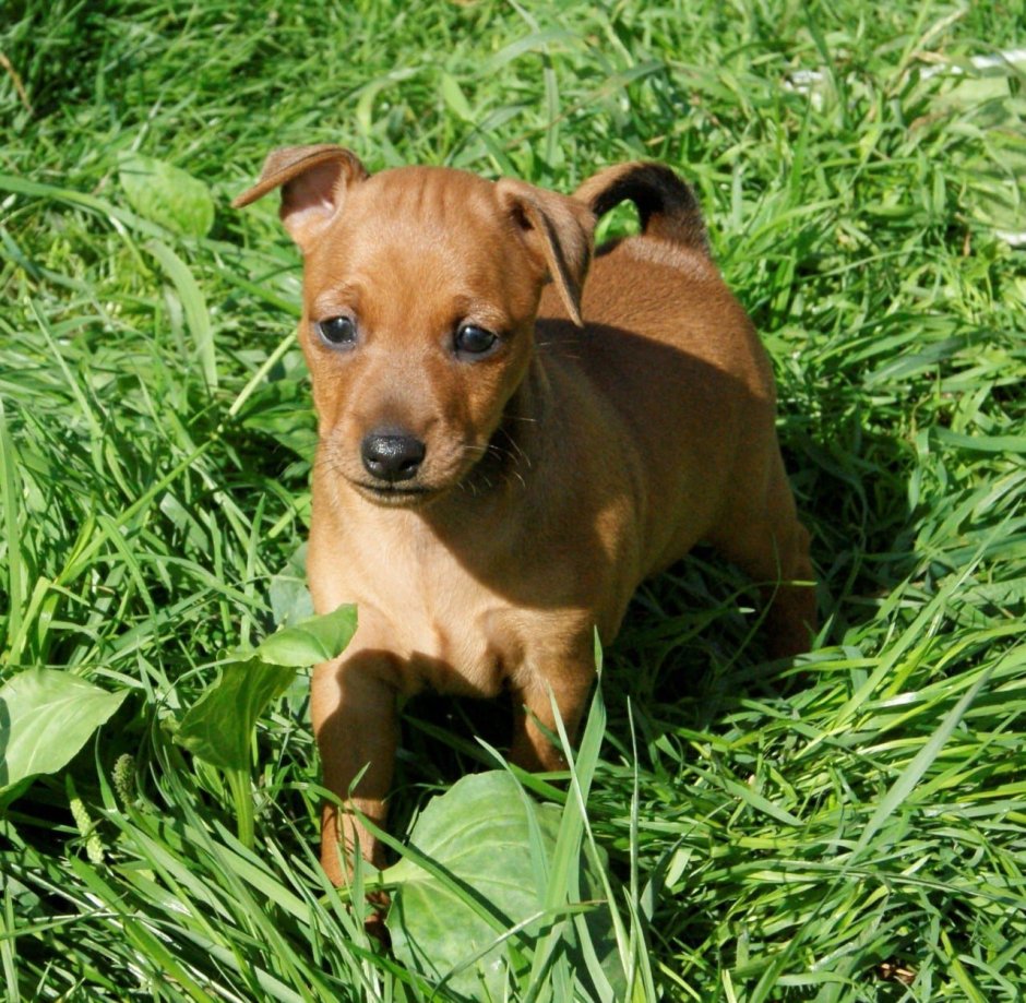 Карликовый Цвергпинчер рыжий