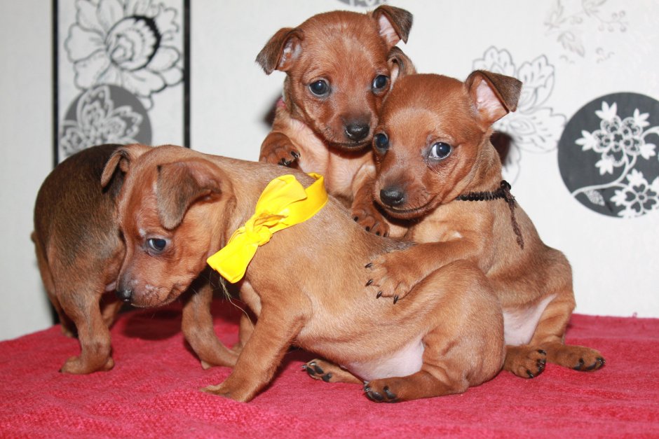 Цвергпинчер рыжий