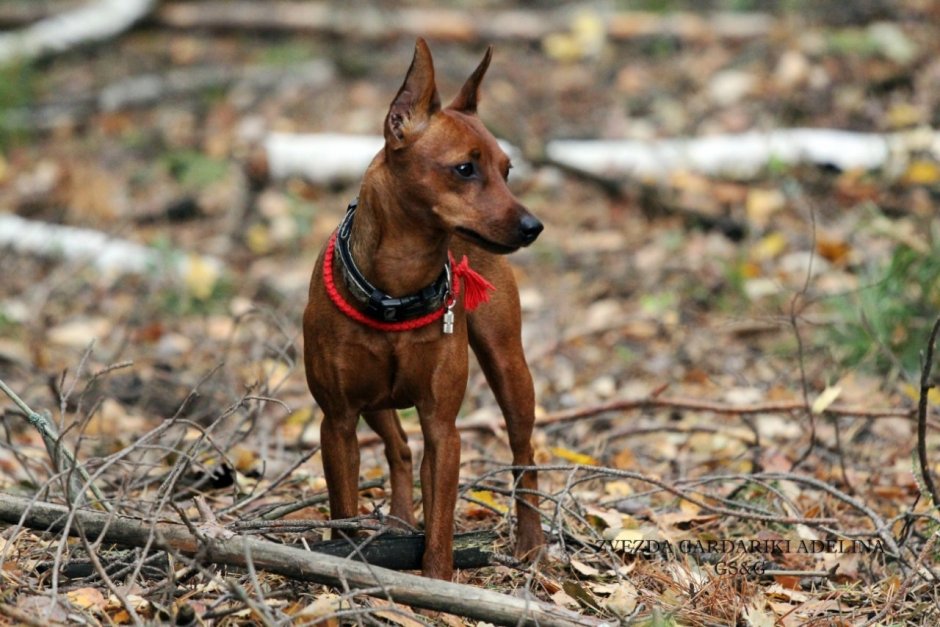 Карликовый пинчер шоколадный