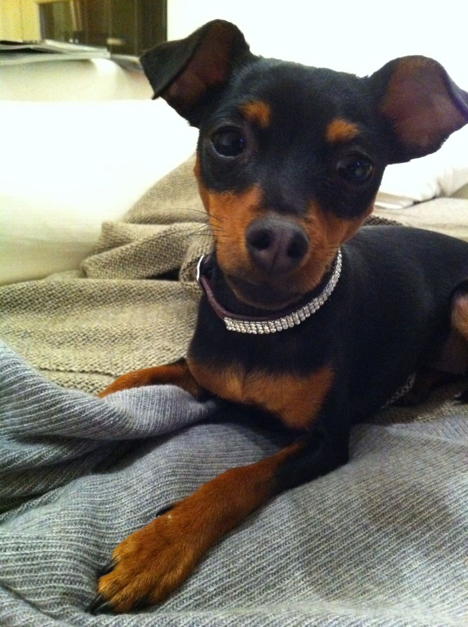 Собака карликовый японский пинчер