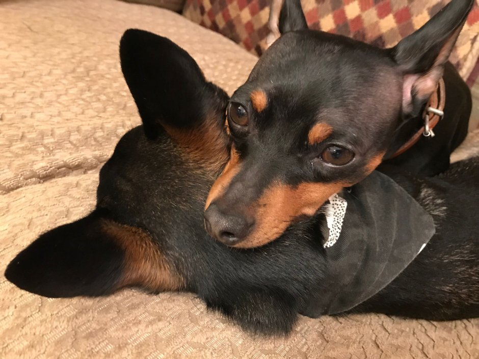 Пинчер собака