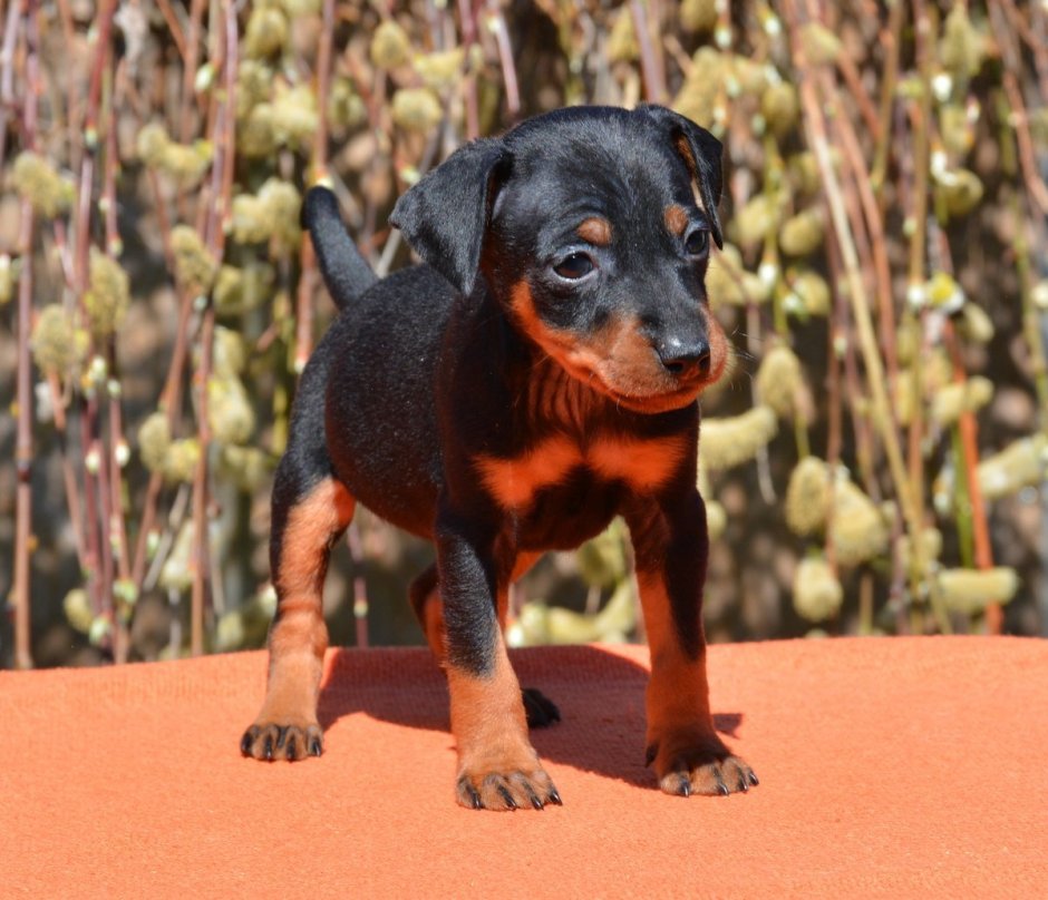 Цвингер пинчер щенки