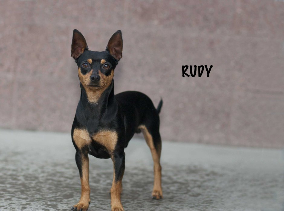 Карманный пинчер