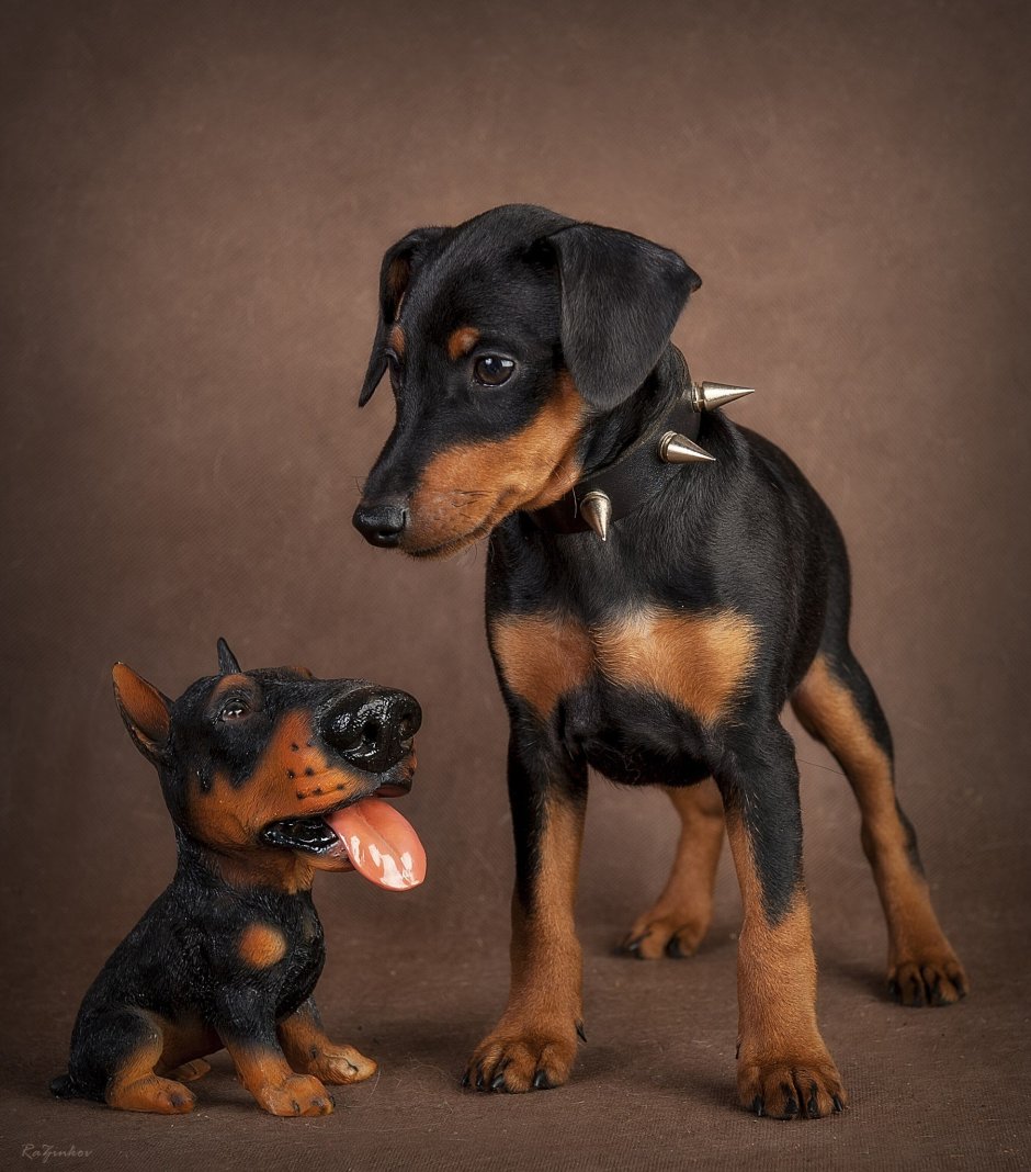 Пинчер цверг Цвергпинчер
