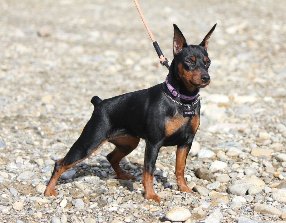 Свинг пинчер карликовый