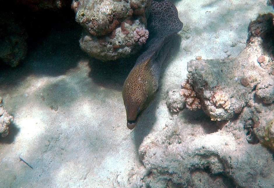 Мурена в Андаманском море
