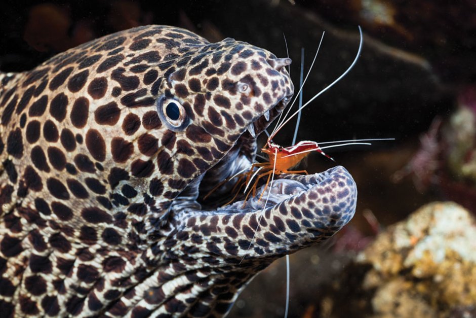 Honeycomb Moray