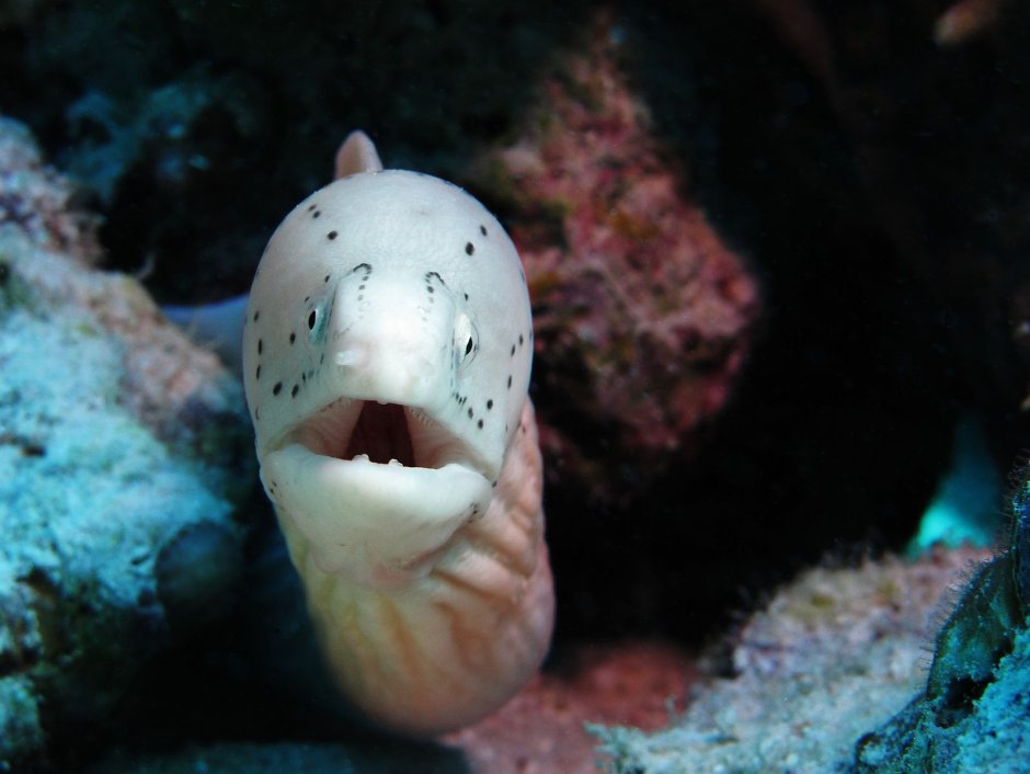 Gymnothorax griseus