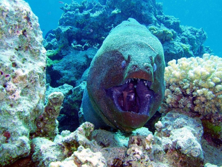 Рыбы красного моря мурена