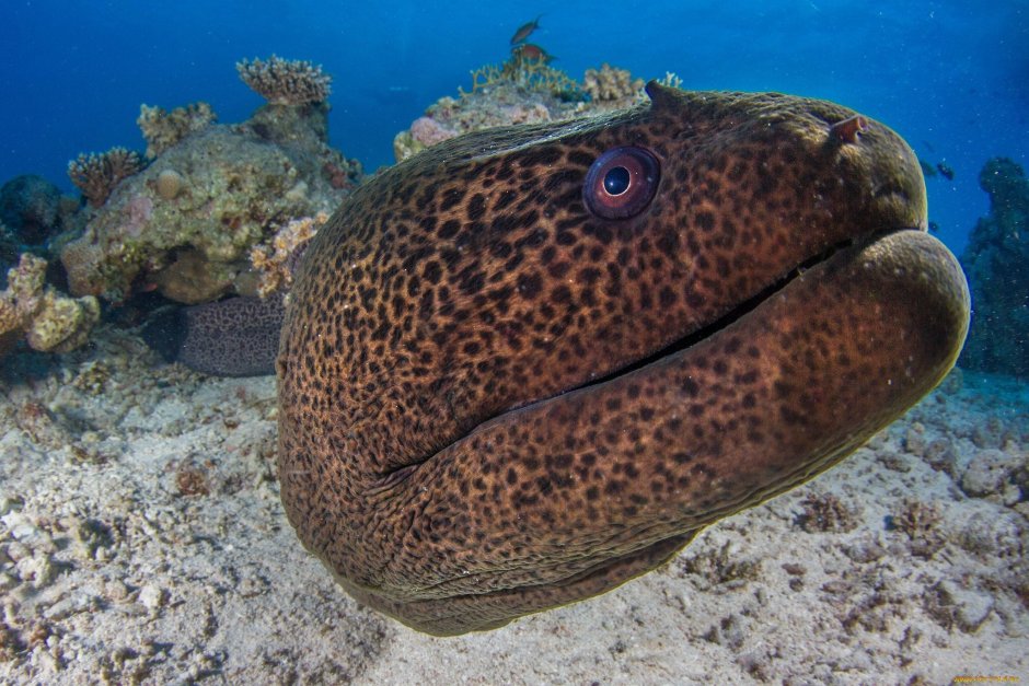 Морская змея Дюбуа