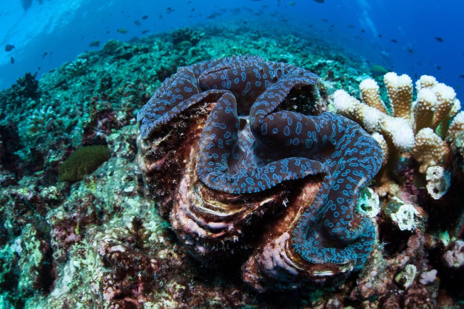 Острова Феникс морской заповедник