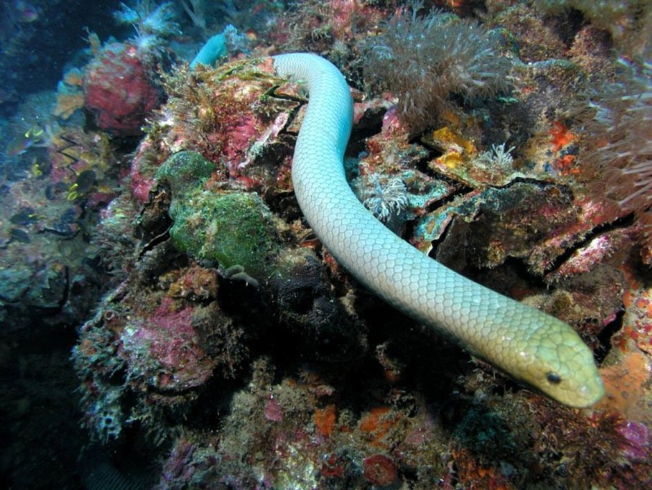 Muraena Helena