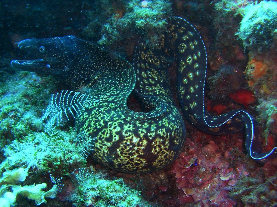 Морская змея плоскохвост