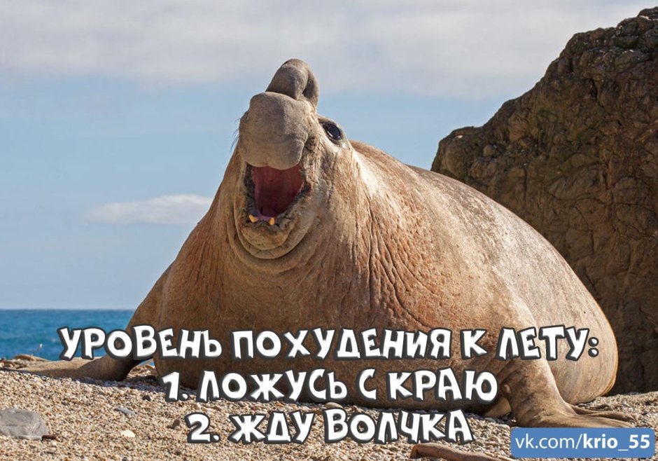 Морской слон ареал