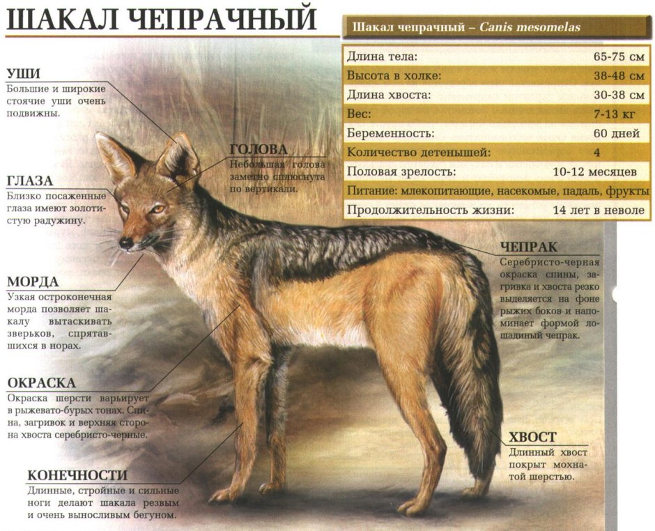 Волчья стая сериал 2022