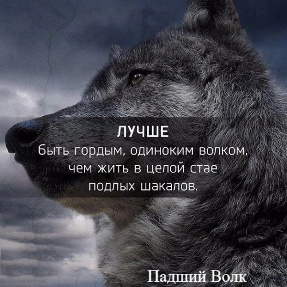Высказывания про шакалов