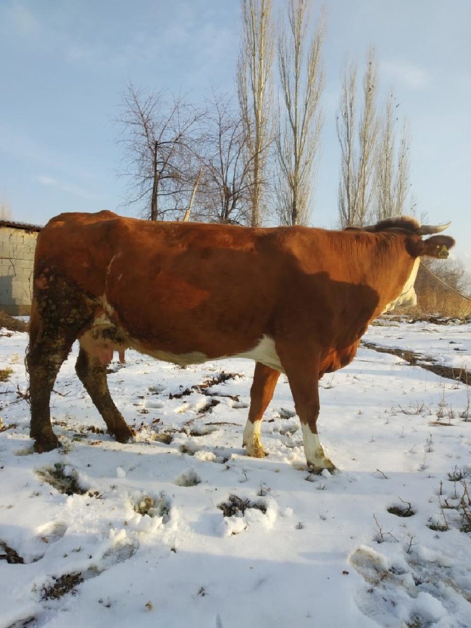 Калмыцкая белоголовая корова