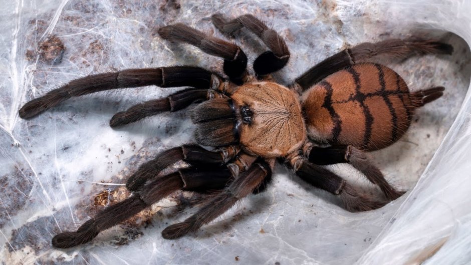 Chilobrachys fimbriatus