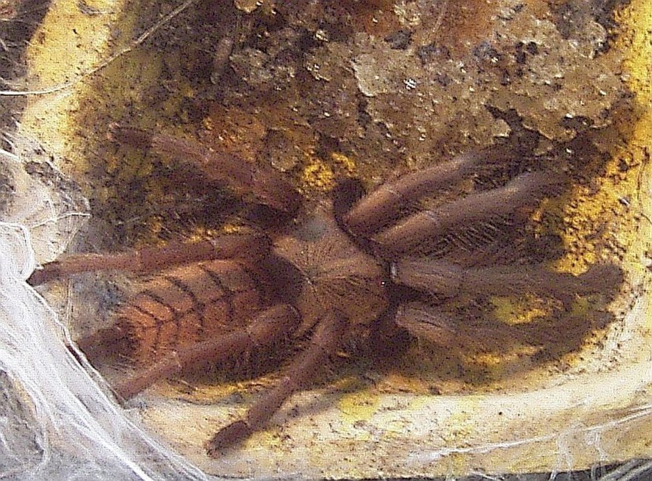 Stenocercus fimbriatus