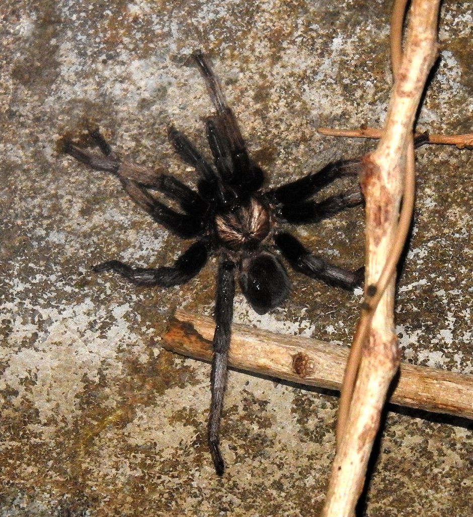 Chilobrachys Andersoni
