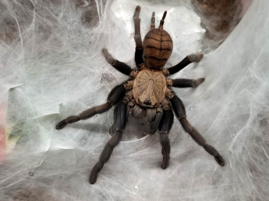 Chilobrachys fimbriatus