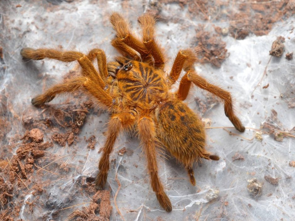 Паук Brachypelma albopilosum