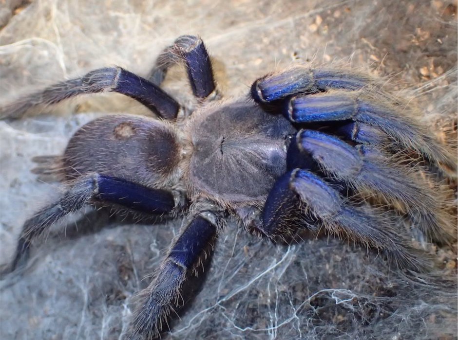 Chilobrachys guangxiensis