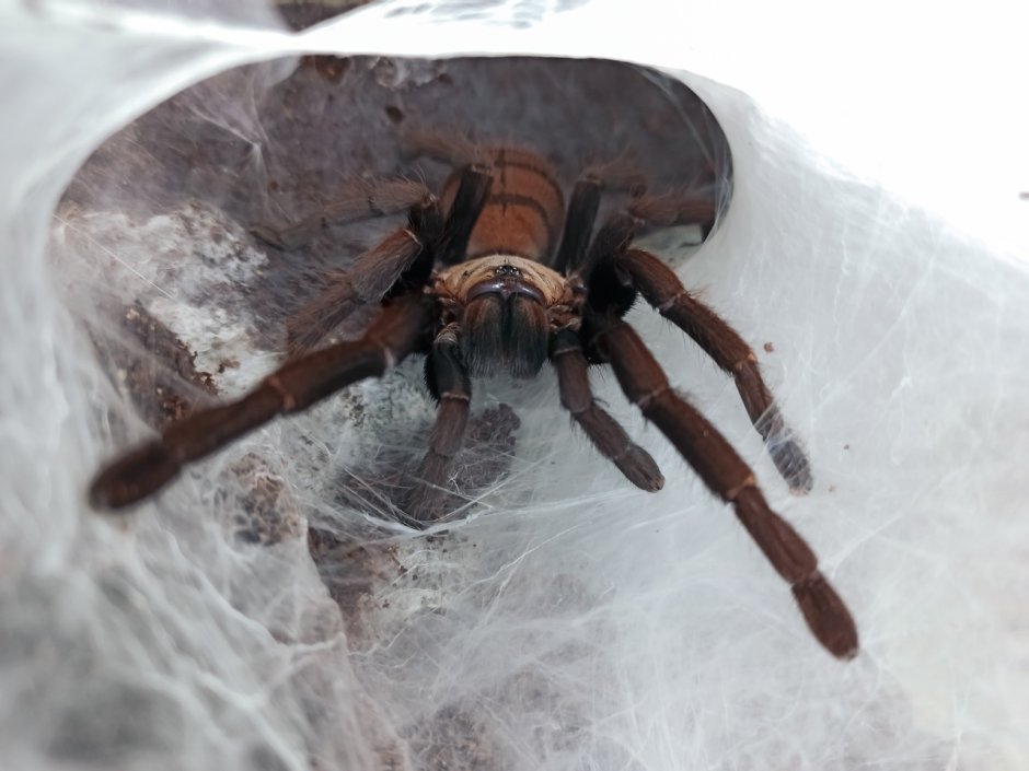 Chilobrachys sh. Кфутп лкасрат