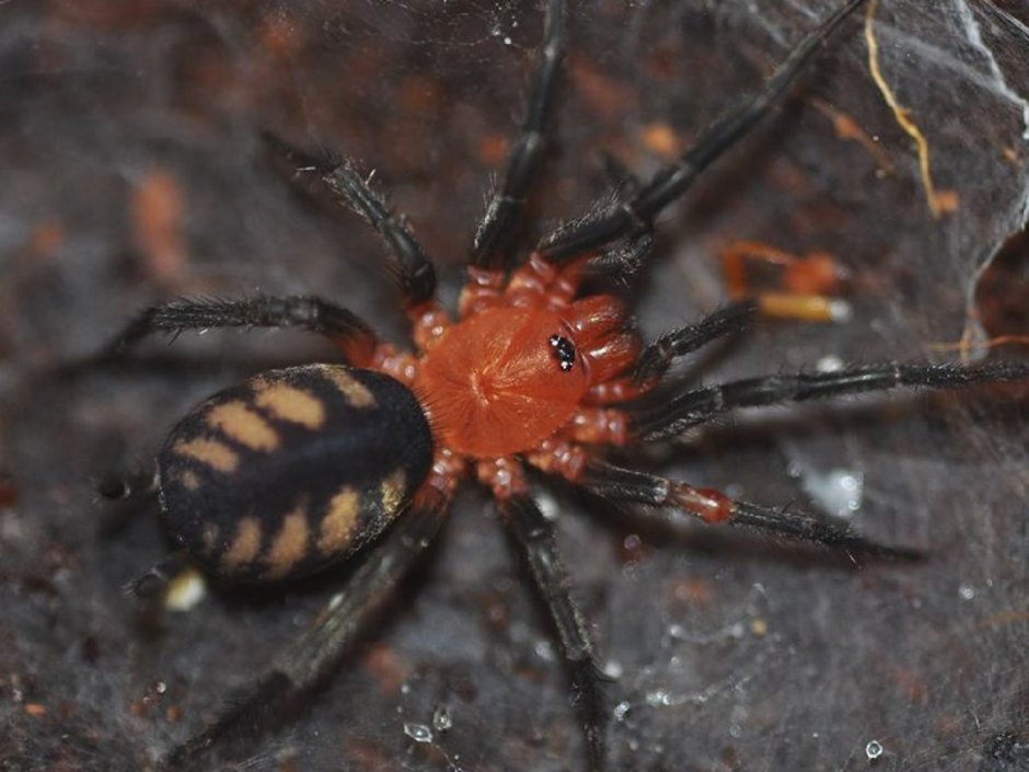 Паук Lampropelma Borneo Black