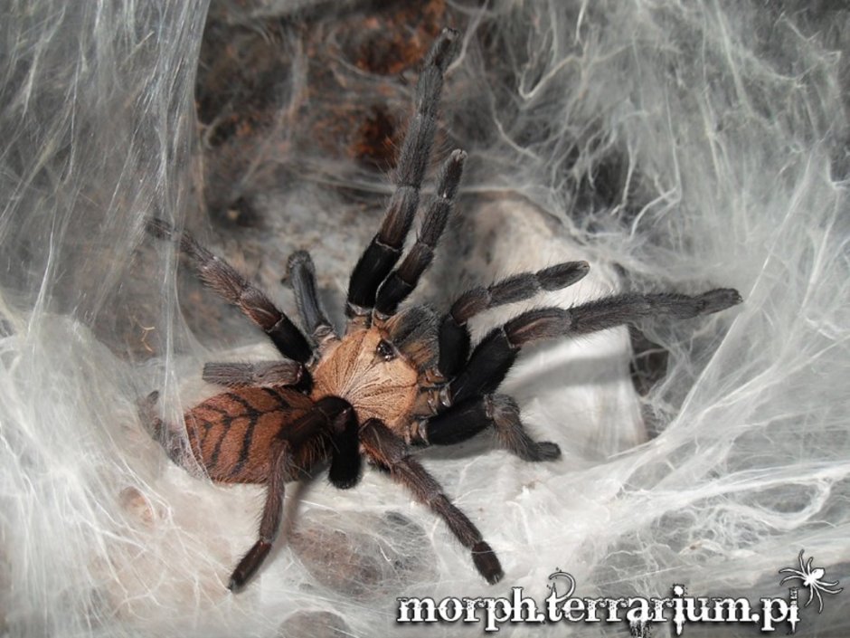 Паук Chilobrachys fimbriatus