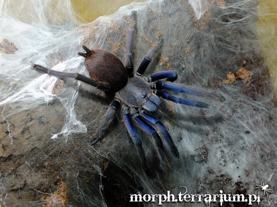 Chilobrachys huahini