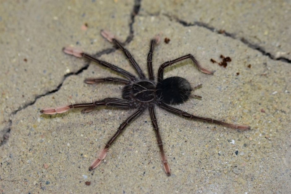 Ornithoctonus aureotibialis паук