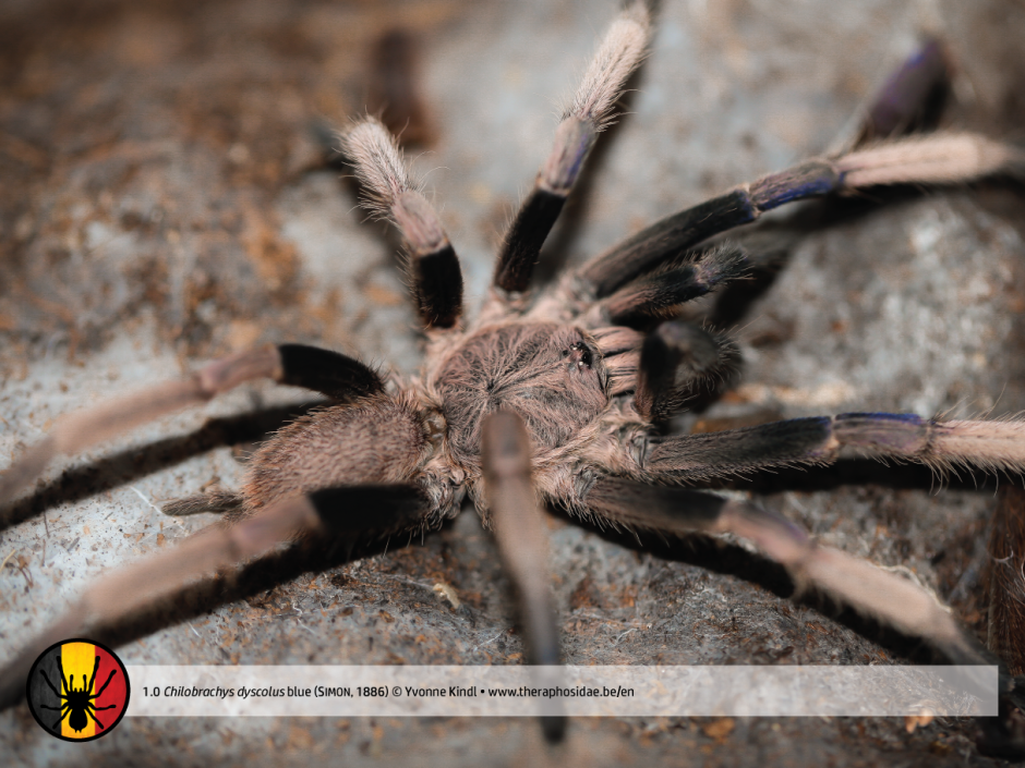 Тарантул Heteroscodra maculata