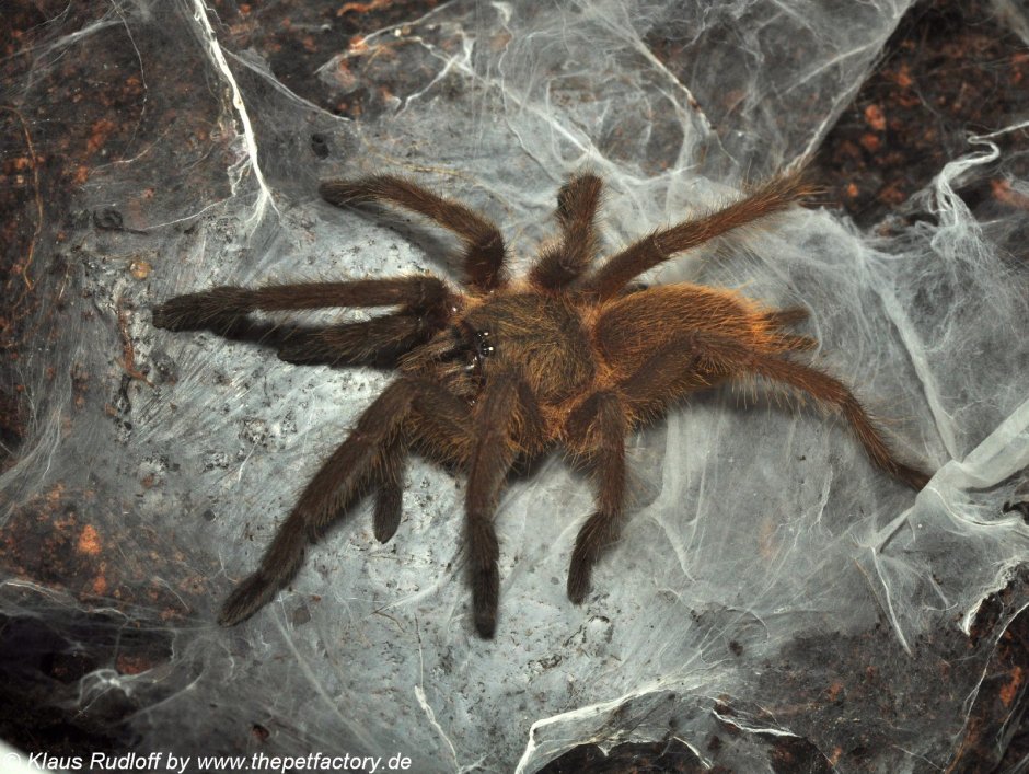 Haplocosmia himalayana