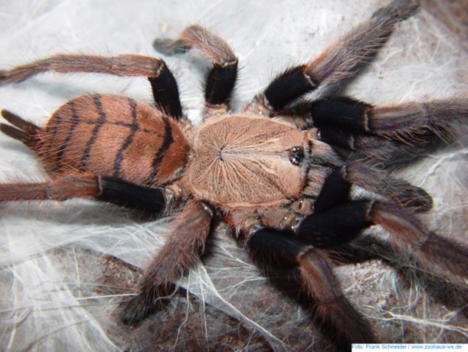 Chilobrachys fimbriatus
